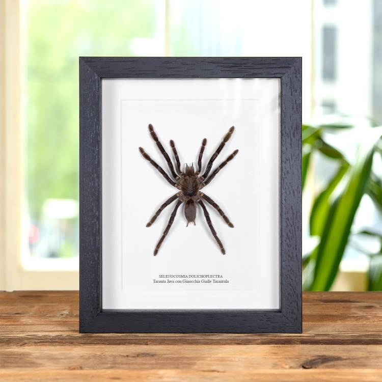 Java Yellow-Kneed Tarantula Spider In Cornice (Selenocosmia dolichoplectra)
