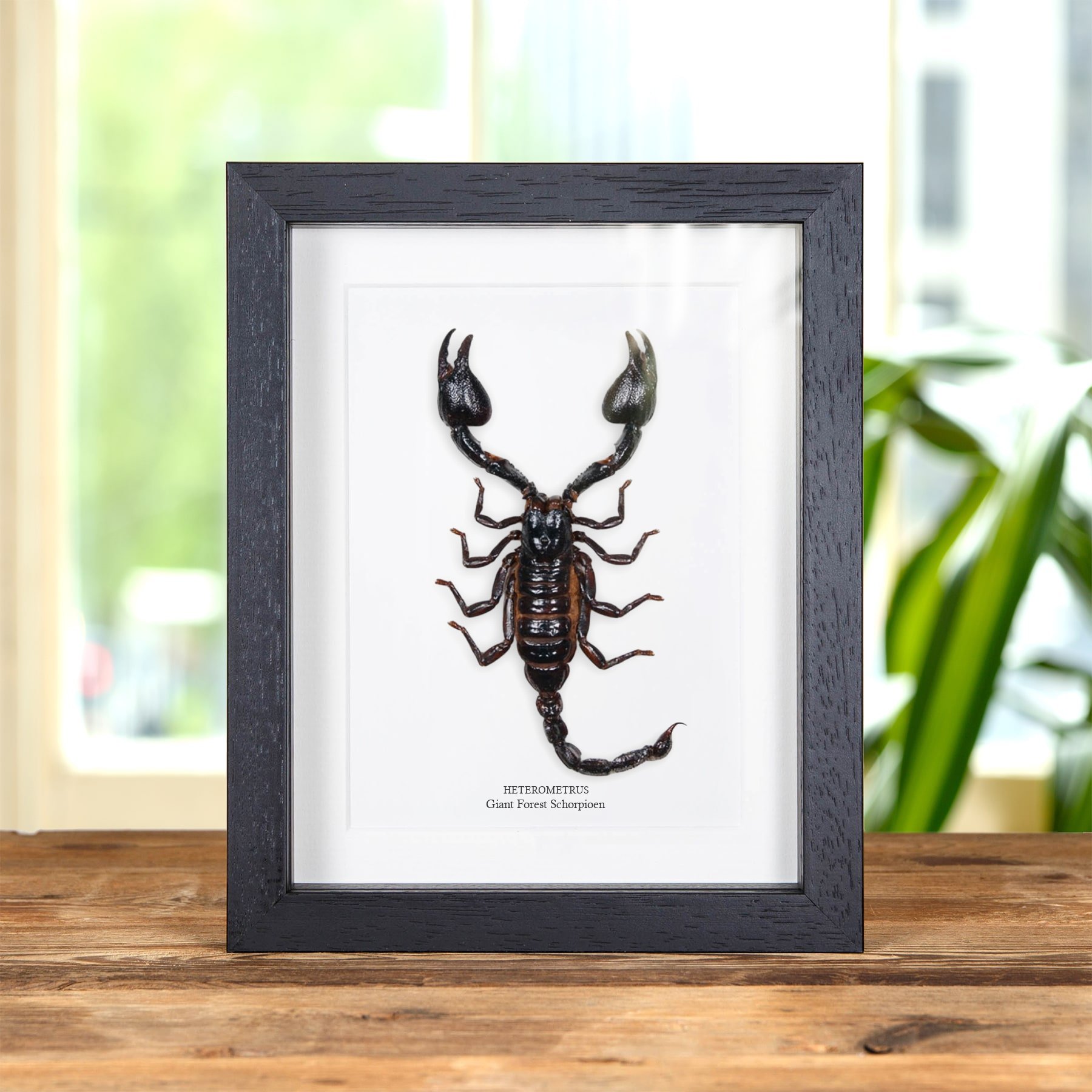 Minibeast Grote Bos Schorpioen in Lijst (Heterometrus)