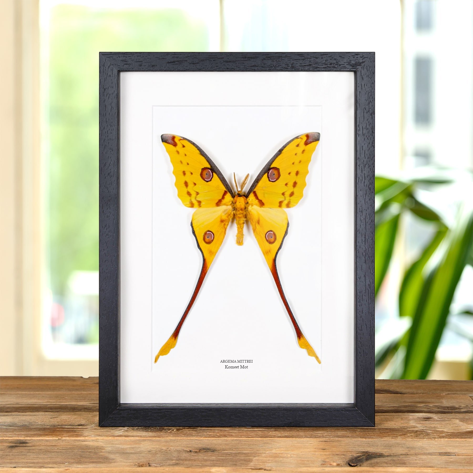 Minibeast Comet Moth In Lijst (Argema mittrei)