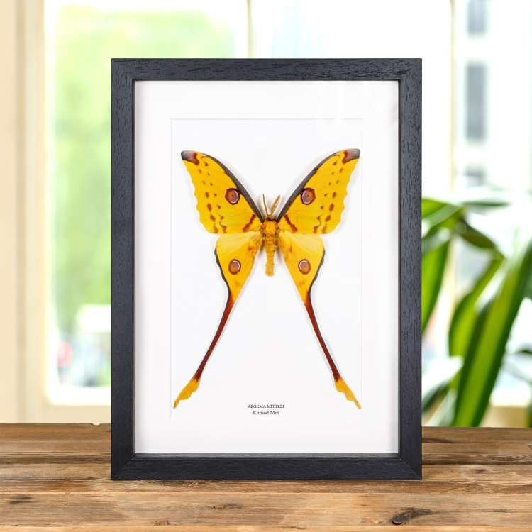 Comet Moth In Lijst (Argema mittrei)