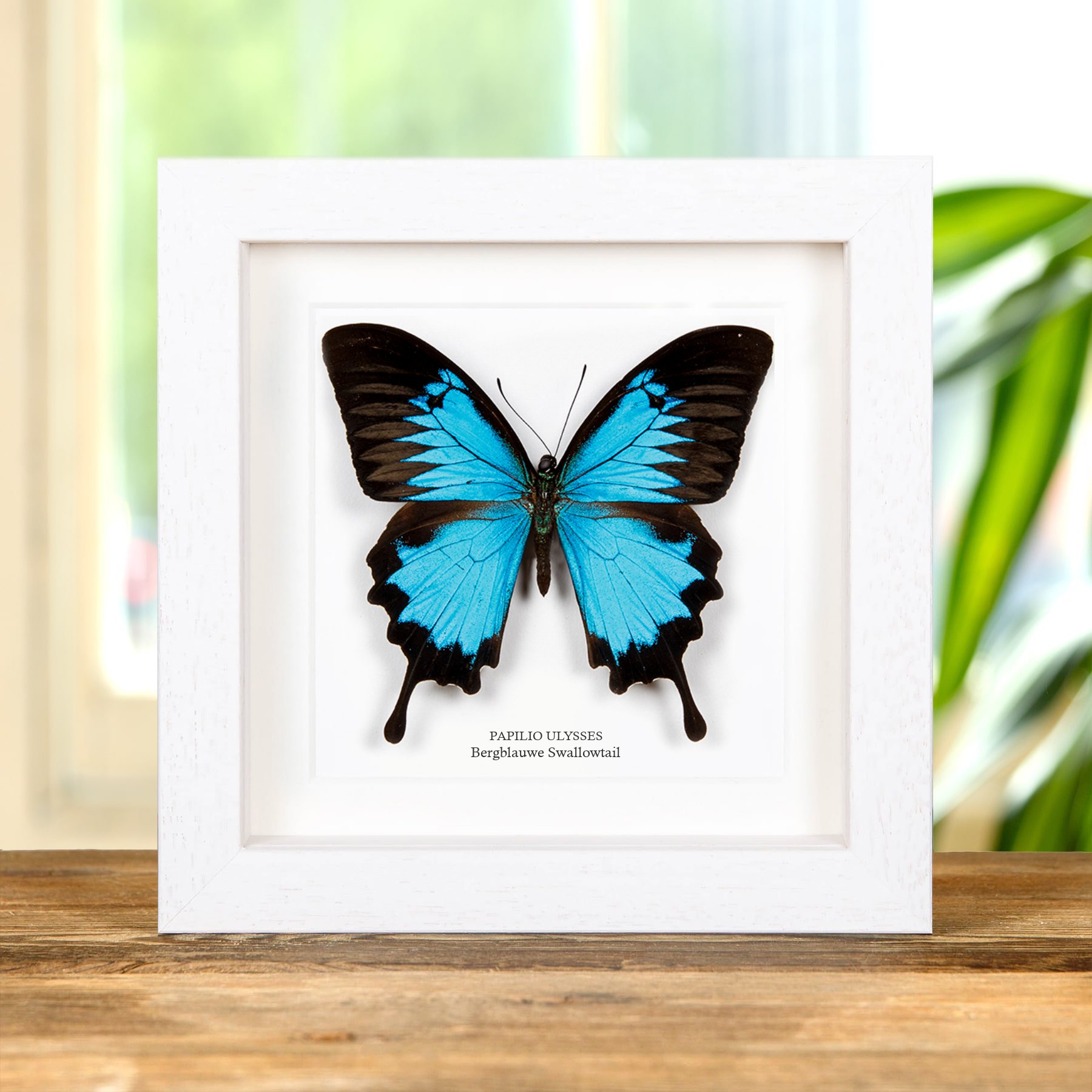 Minibeast Bergblauwe Swallowtail In Lijst (Papilio ulysses)