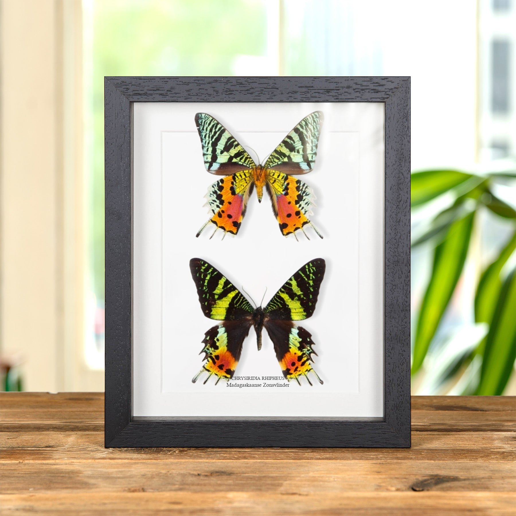 Minibeast Dubbele Madagaskaanse Zonsvlinder (Chrysiridia rhipheus)