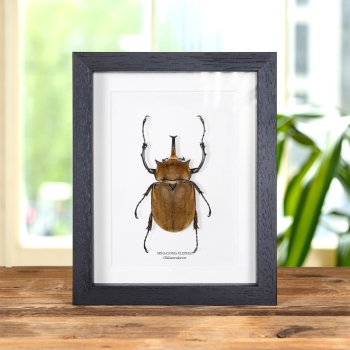 Olifantenkever in Lijst (Megasoma elephas)