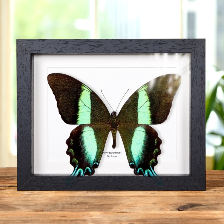 XL Pauwvlinder In Lijst (Papilio blumei)