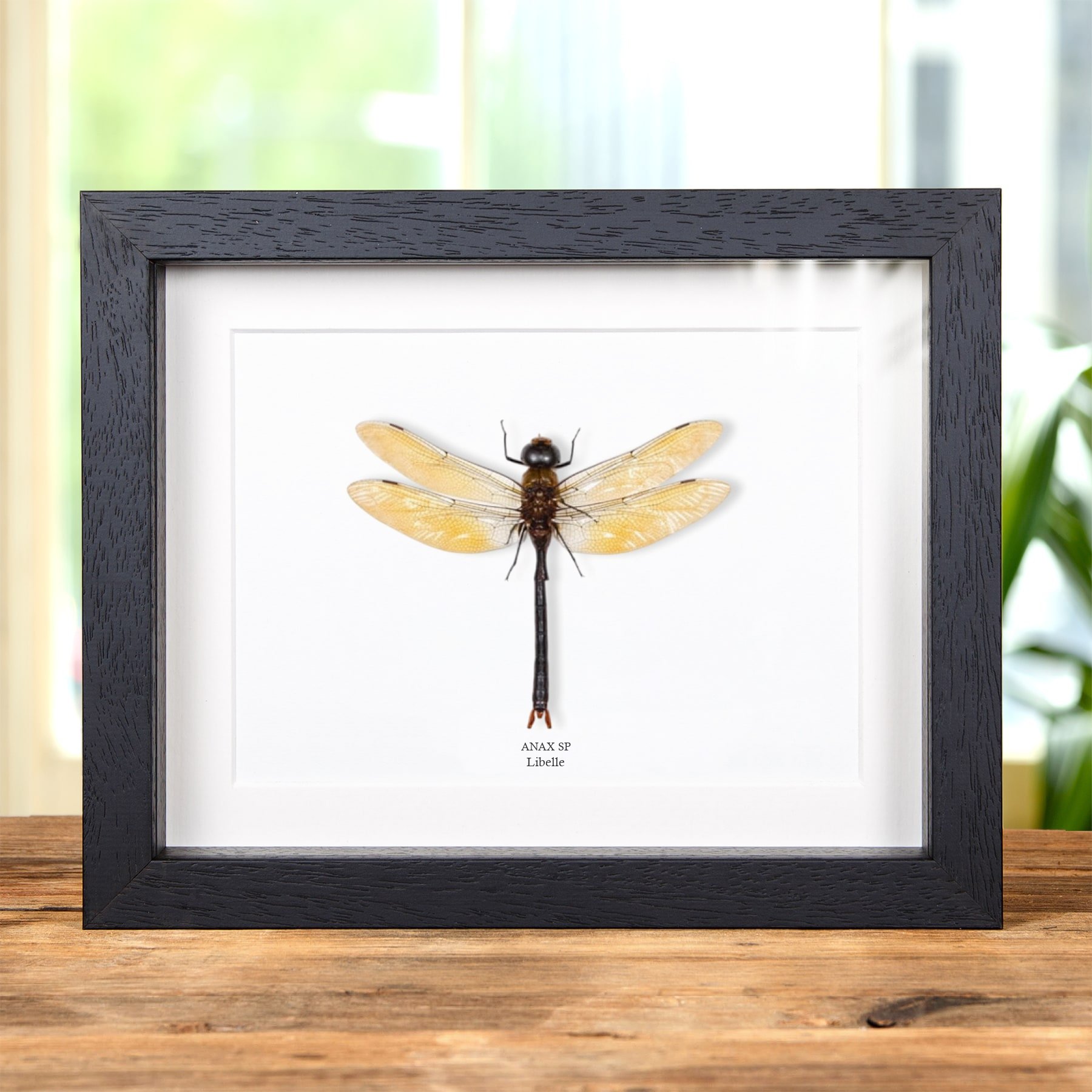 Minibeast Libelle in Lijst (Anax sp)