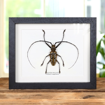 Wallace'S Langhoornkever in Lijst (Batocera wallacei)