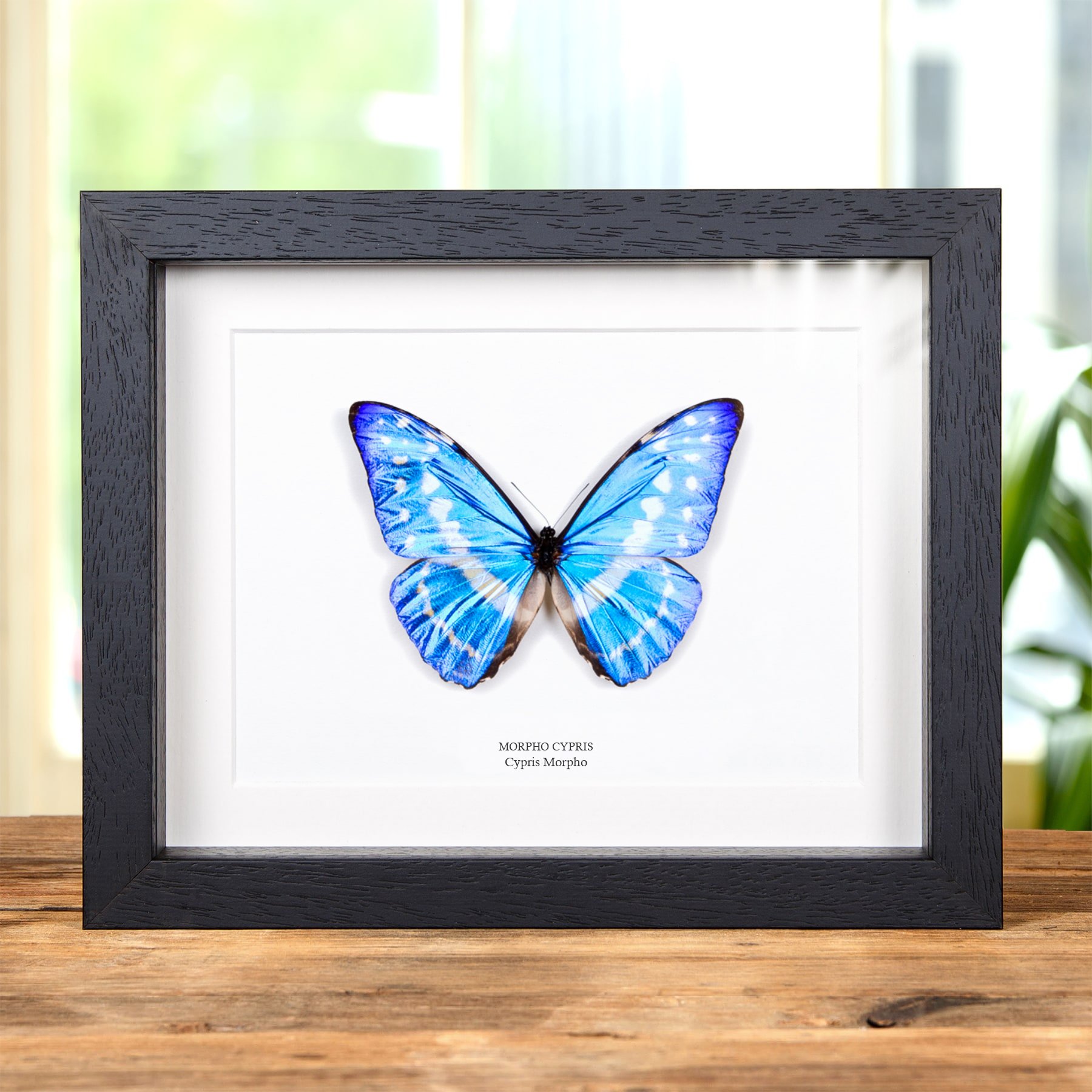 Minibeast Cypris Morpho Vlinder in Lijst (Morpho cypris)