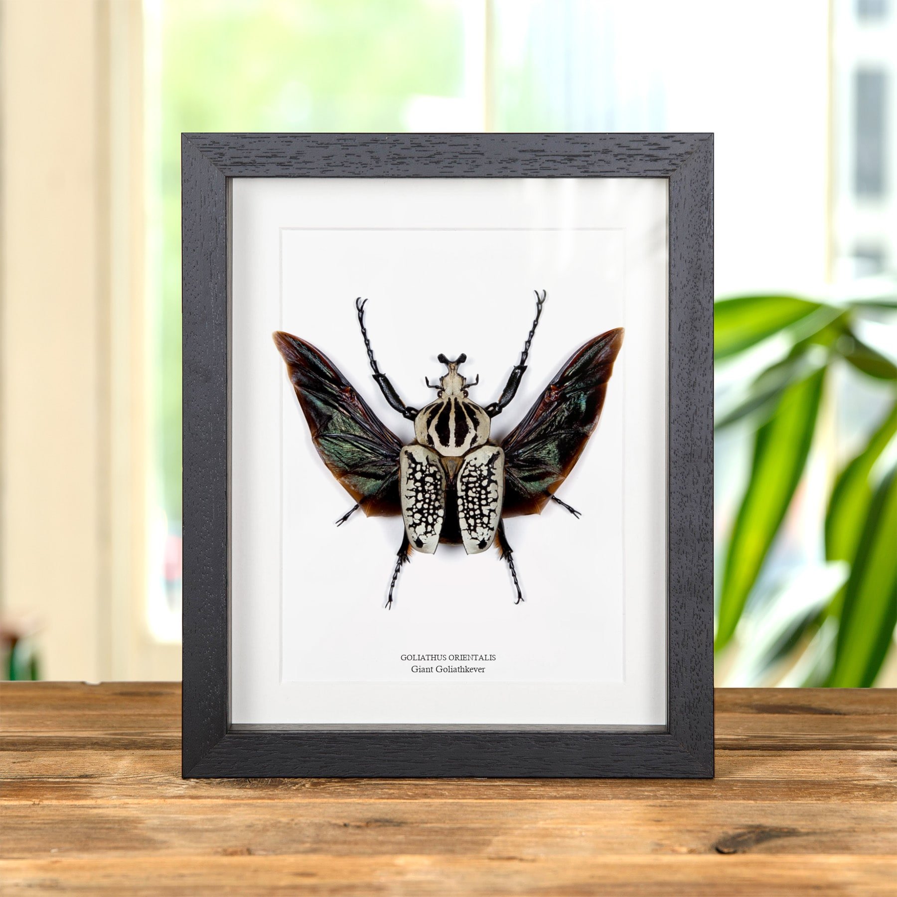 Minibeast Grote Goliathkever in Lijst (Goliathus orientalis)
