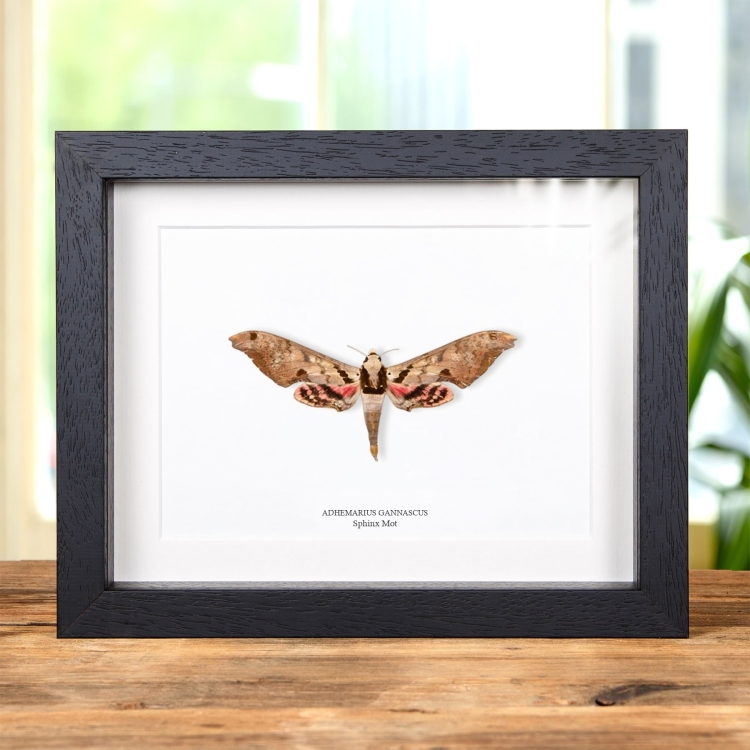 Sphinx Mot in Lijst (Adhemarius gannascus)