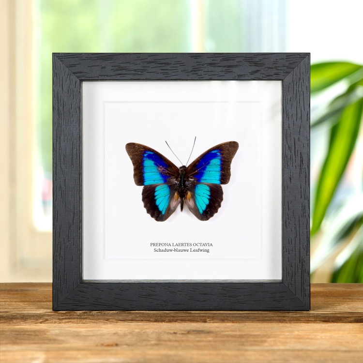 Schaduw-Blauwe Leafwing Vlinder in Lijst (Prepona laertes octavia)