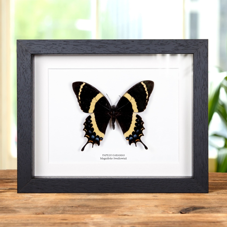 Prachtige zwaluwstaartvlinder in vitrinekader (Papilio garamas)