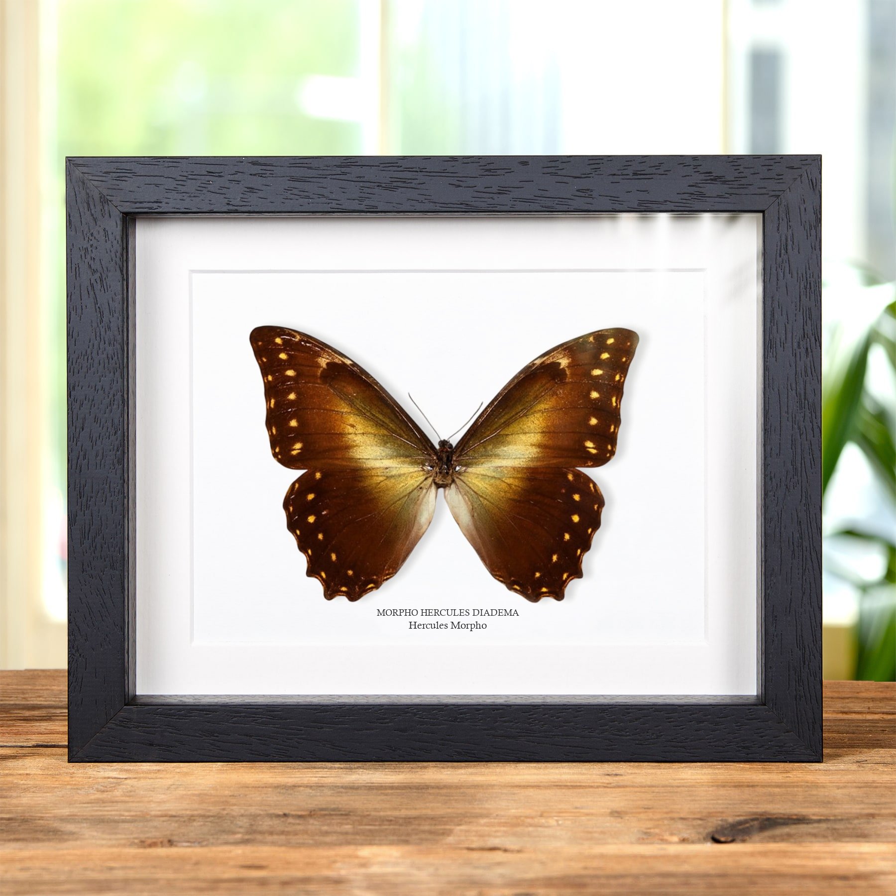 Minibeast Hercules Morpho Vlinder in Lijst (Morpho hercules diadema)