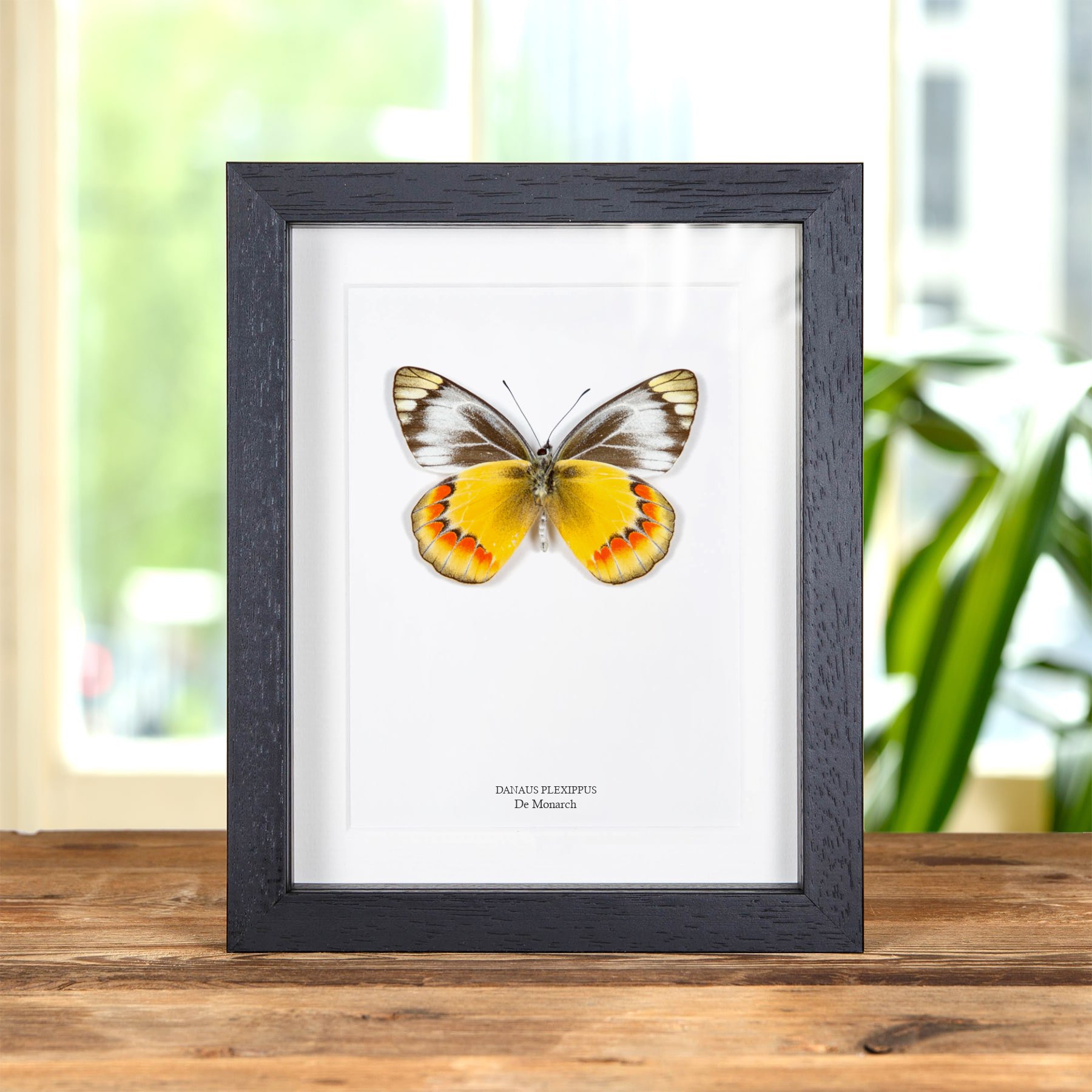 Minibeast Monarchvlinder Mannelijk & Vrouwelijk Paar in Lijst (Danaus plexippus)