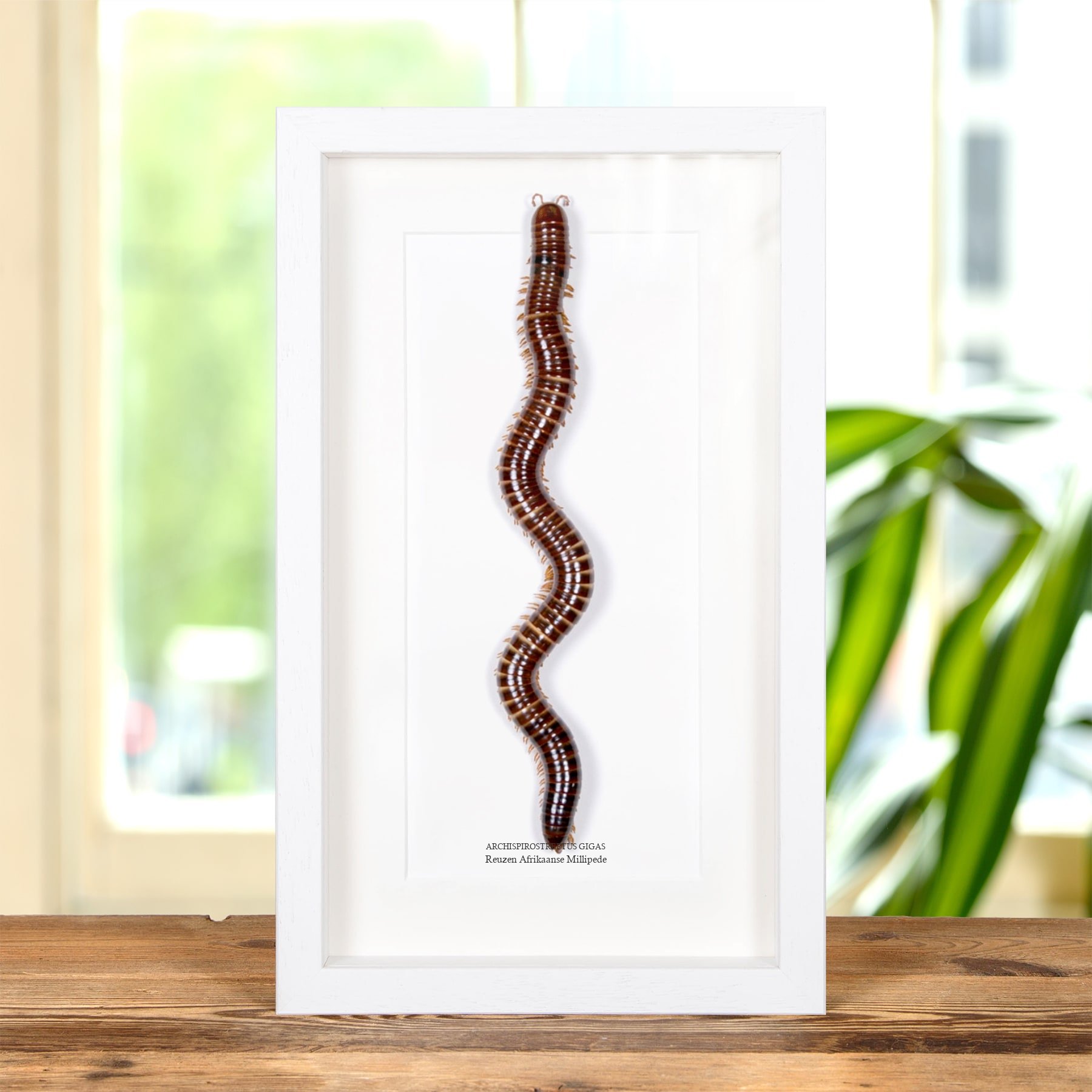 Minibeast Reuzen Afrikaanse Millipede in Lijst (Archispirostreptus gigas)