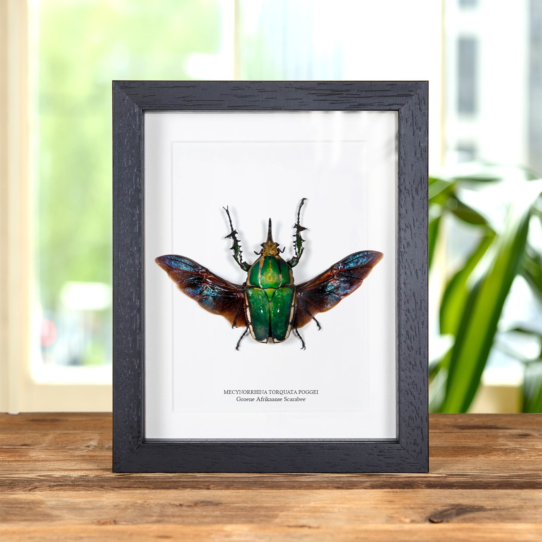 Minibeast Groene Afrikaanse Scarabee in Lijst (Mecynorrhina torquata poggei)