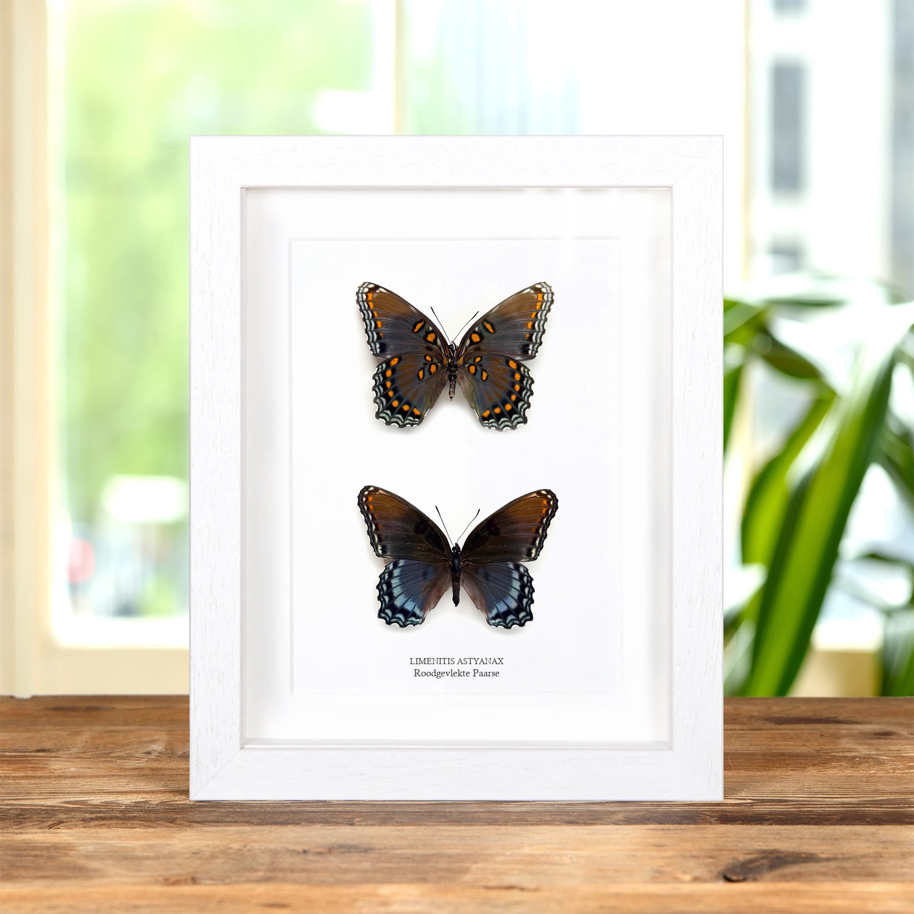 Minibeast Roodgevlekte Paarse Vlinder Man & Vrouw Paar in Lijst (Limenitis astyanax)
