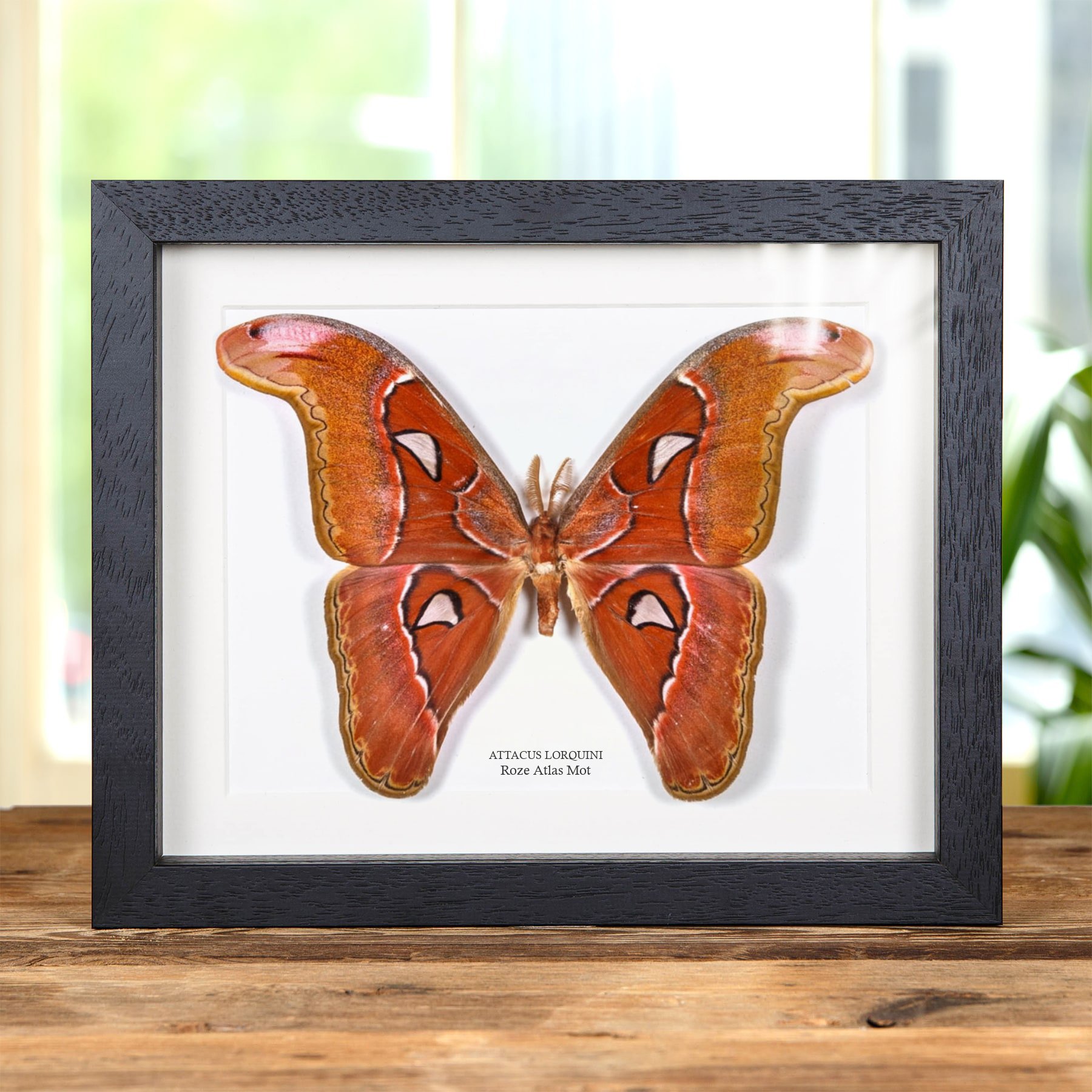 Minibeast Roze Atlas Mot in Lijst (Attacus lorquini)