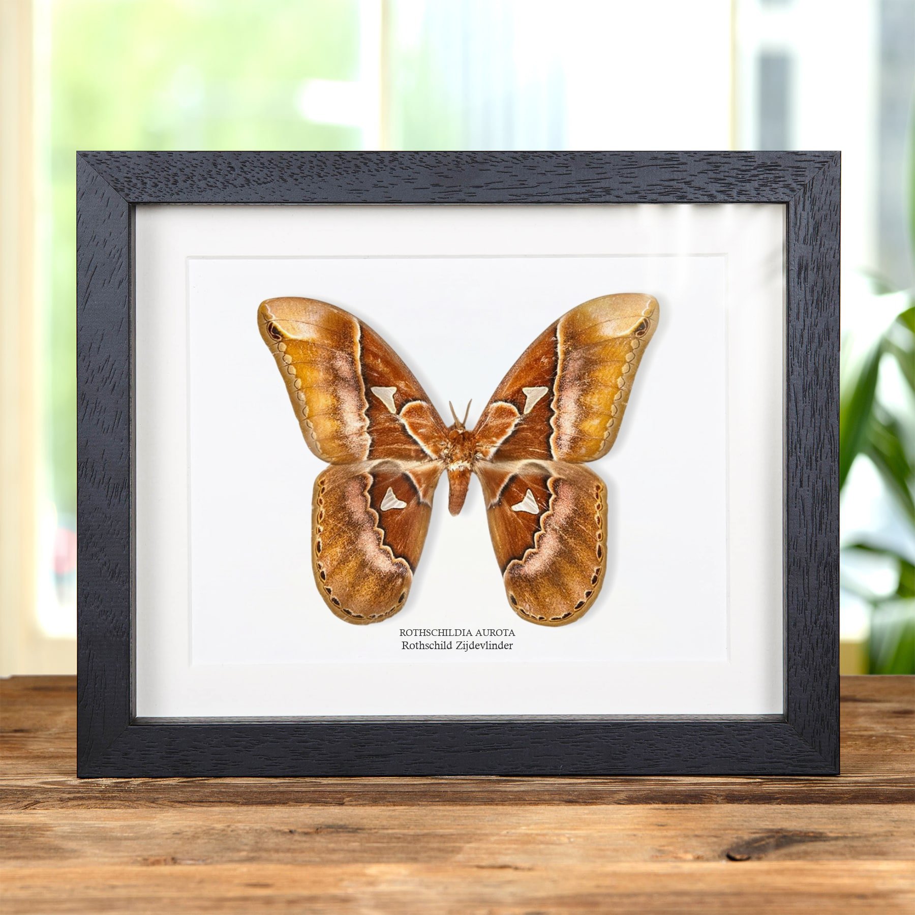 Minibeast Rothschild Zijdevlinder in Lijst (Rothschildia aurota)