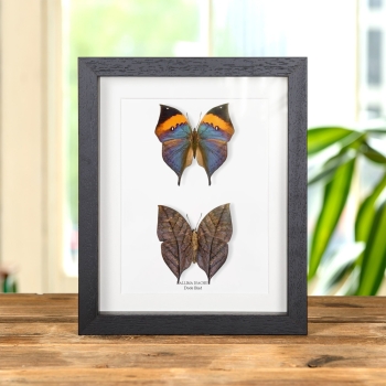 Dode Blad Vlinder Paar in Lijst (Kallima inachus)