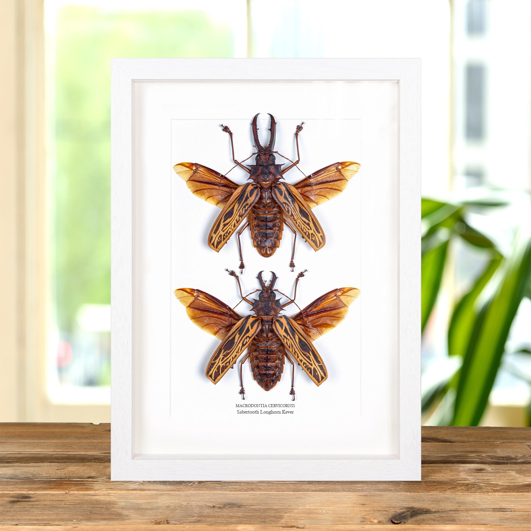 Minibeast Sabertooth Langhoornkever Man & Vrouw Paar met Vleugels Geopend in Lijst (Macrodontia cervicornis)