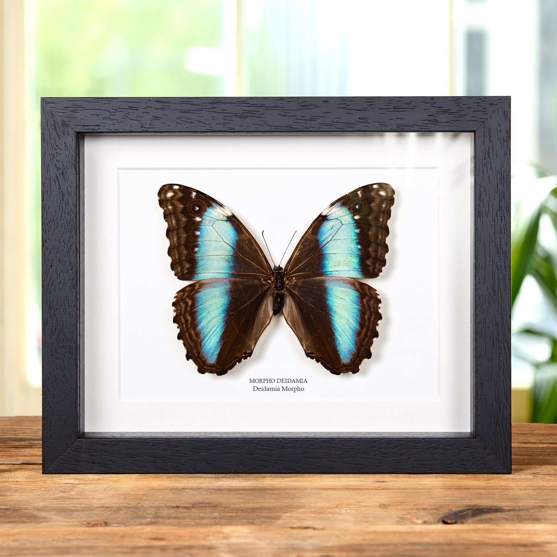 Minibeast Vrouwelijke Deidamia Morpho Vlinder in Lijst (Morpho deidamia)