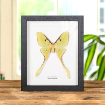 Vrouwelijke Maleisische Maanmot in Lijst (Actias maenas diana)