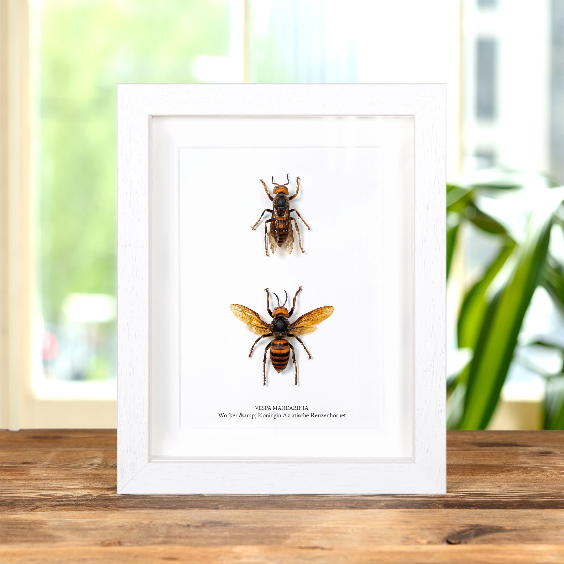 Minibeast Worker & Koningin Aziatische Reuzenhornet In Lijst (Vespa mandarinia)