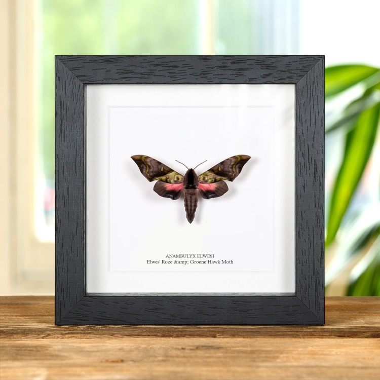 Zeldzame Elwes' Roze & Groene Hawk Moth In Lijst (Anambulyx elwesi)