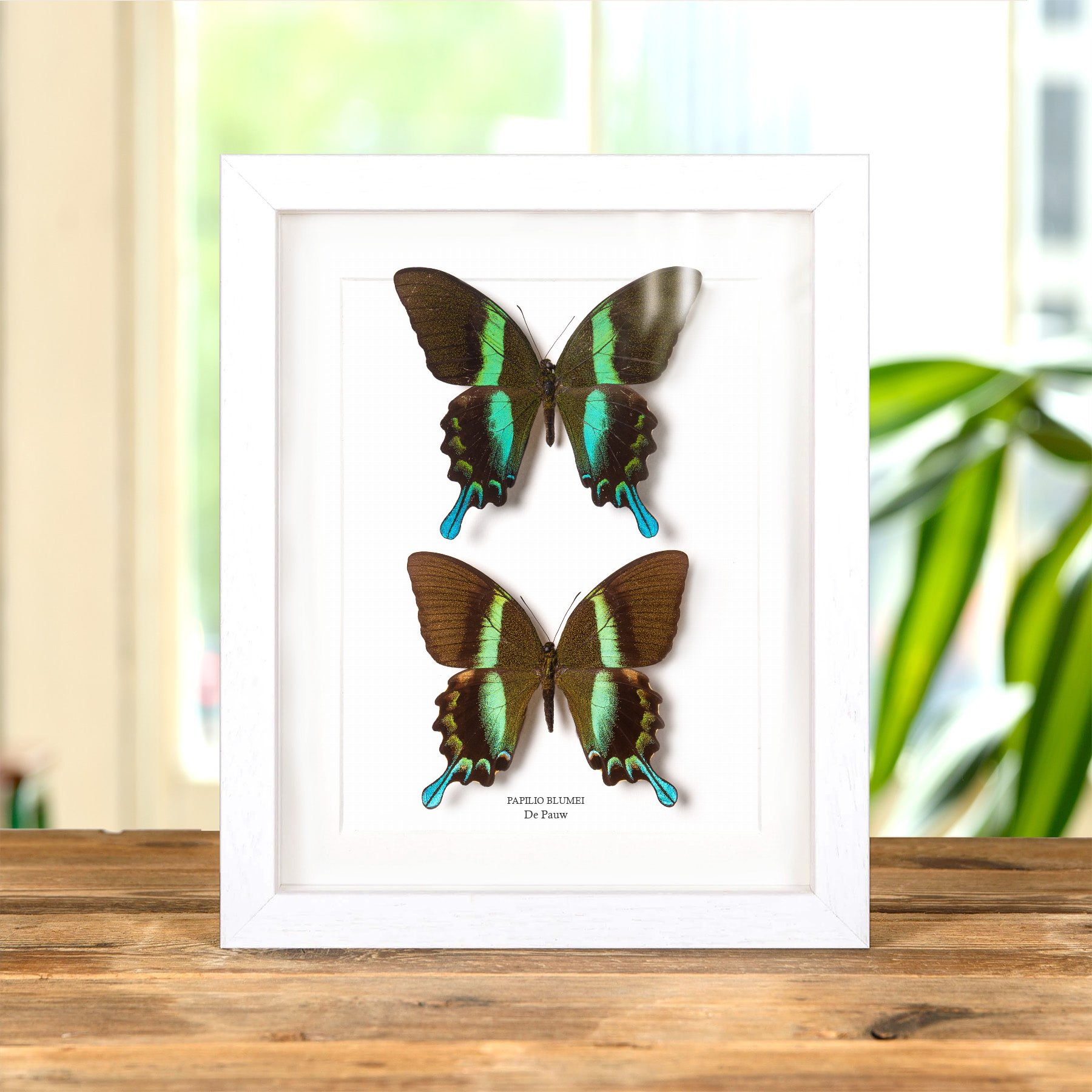 Minibeast De Pauwenvlinder Mannelijk & Vrouwelijk Paar In Lijst (Papilio blumei)