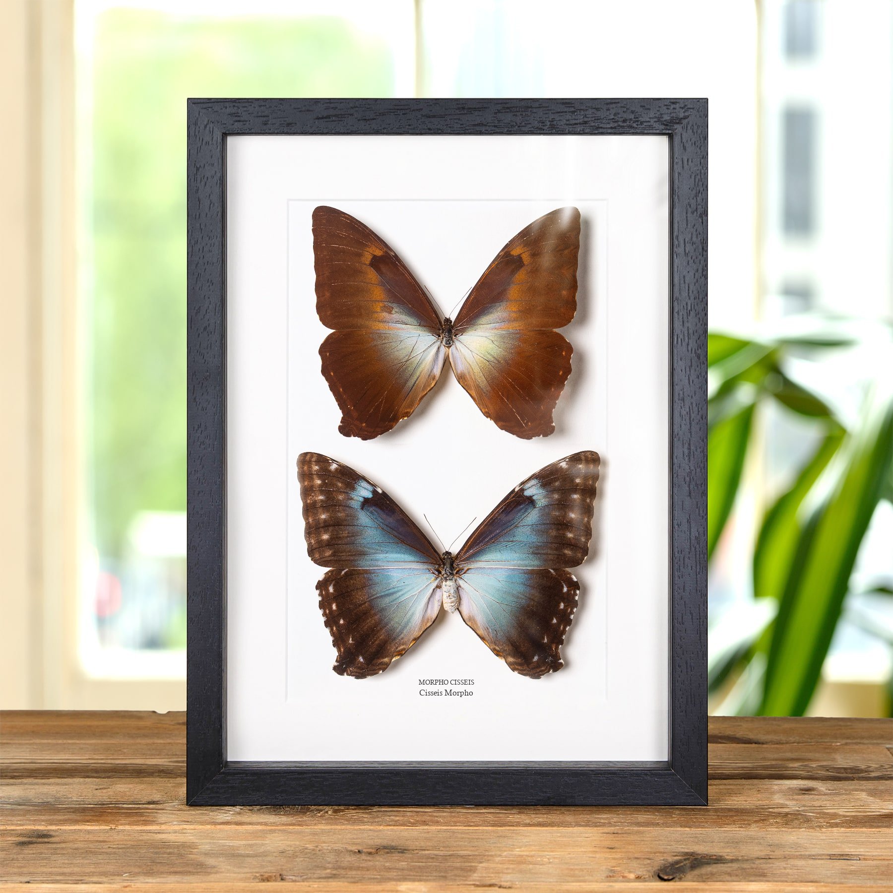 Minibeast Cisseis Morpho Vlinder Mannelijk & Vrouwelijk Paar in Lijst (Morpho cisseis)