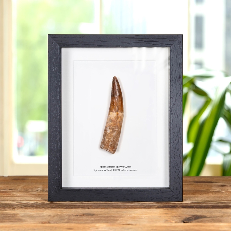 4,78 inch Spinosaurus Tand Fossiel in Lijst (Spinosaurus aegyptiacus)
