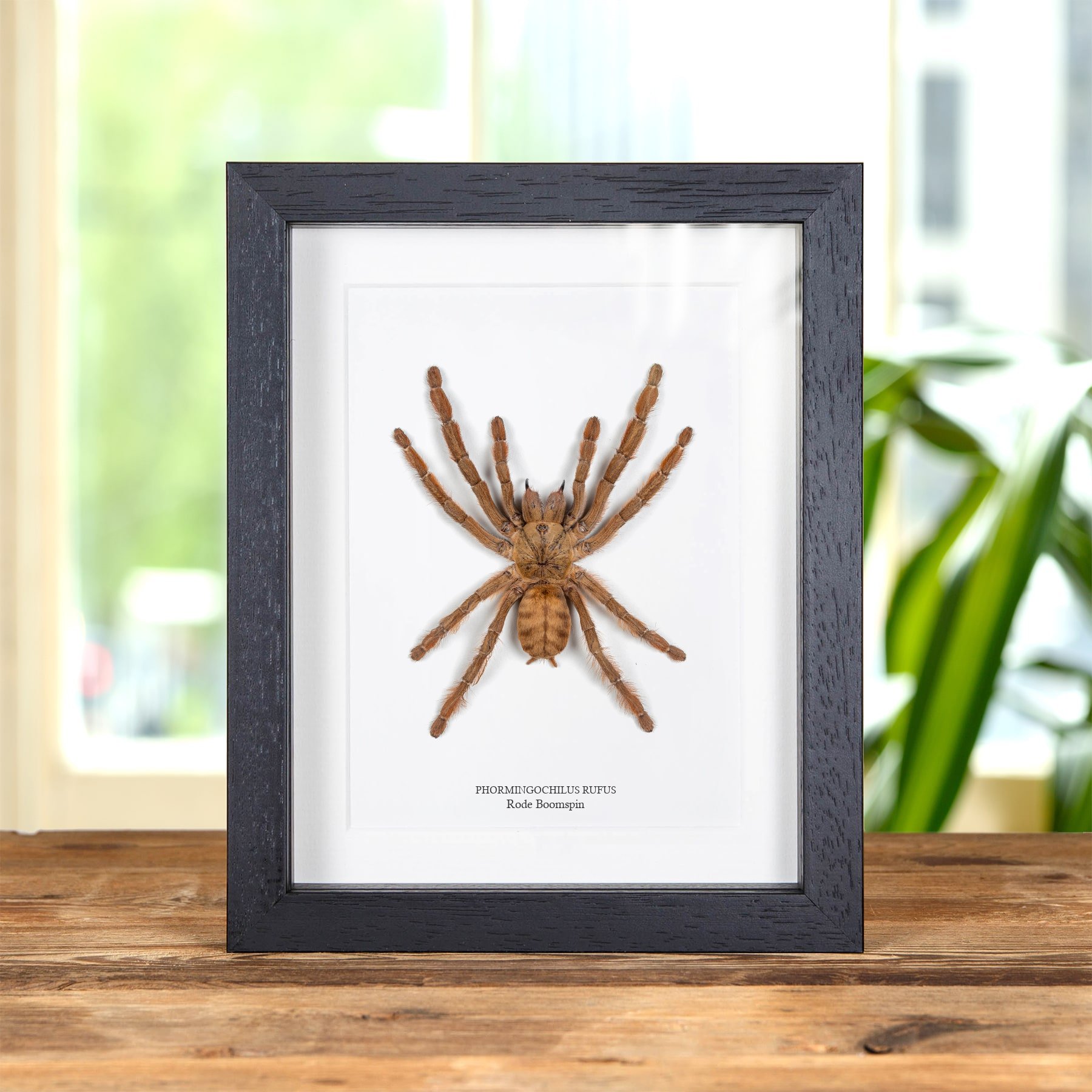 Minibeast Rode Boomspin (in Lijst (Phormingochilus rufus))