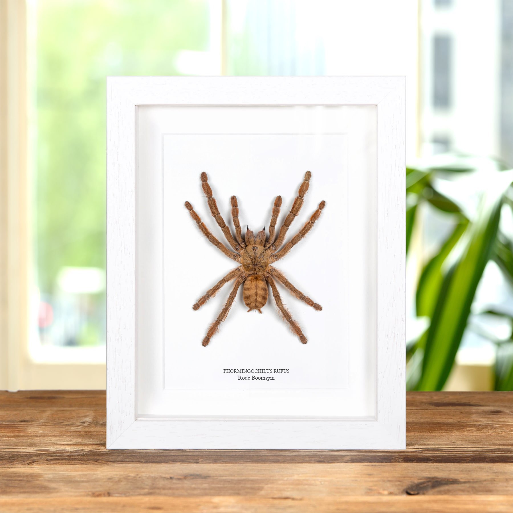 Minibeast Rode Boomspin (in Lijst (Phormingochilus rufus))