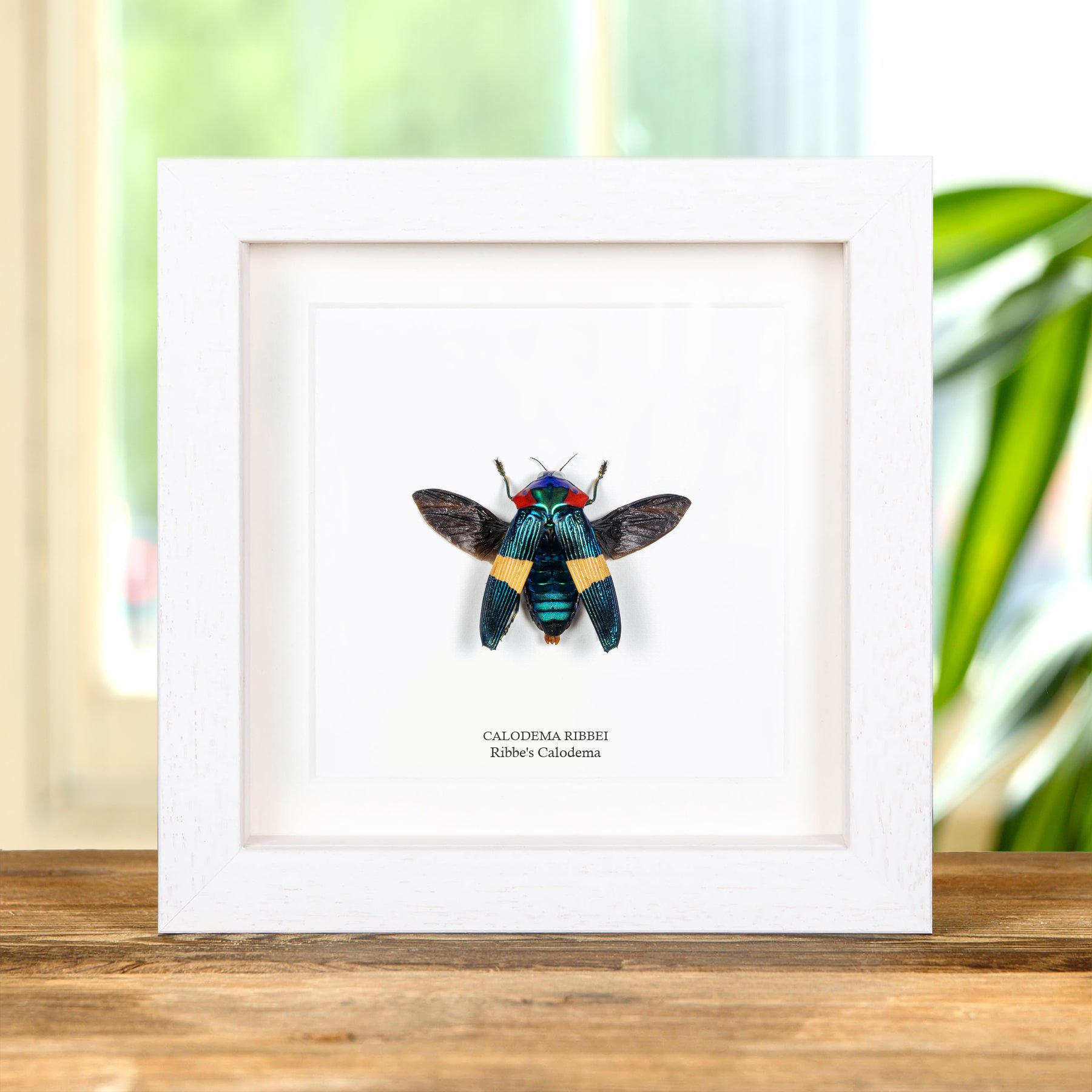 Minibeast Ribbe'S Calodema Kevers In Lijst (Calodema ribbei)