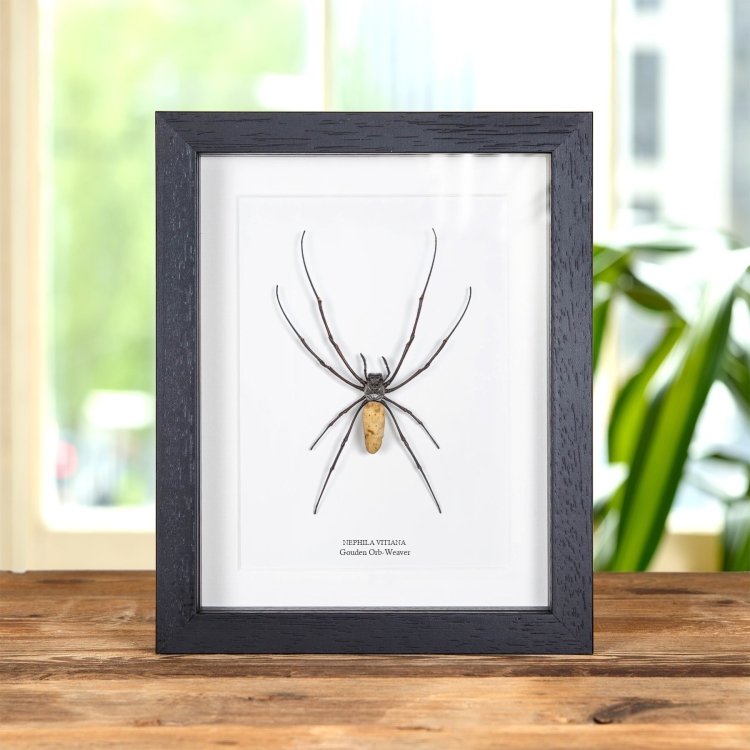 Vrouwelijke Gouden Orb-Weaver Spin (In Lijst (Nephila vitiana))