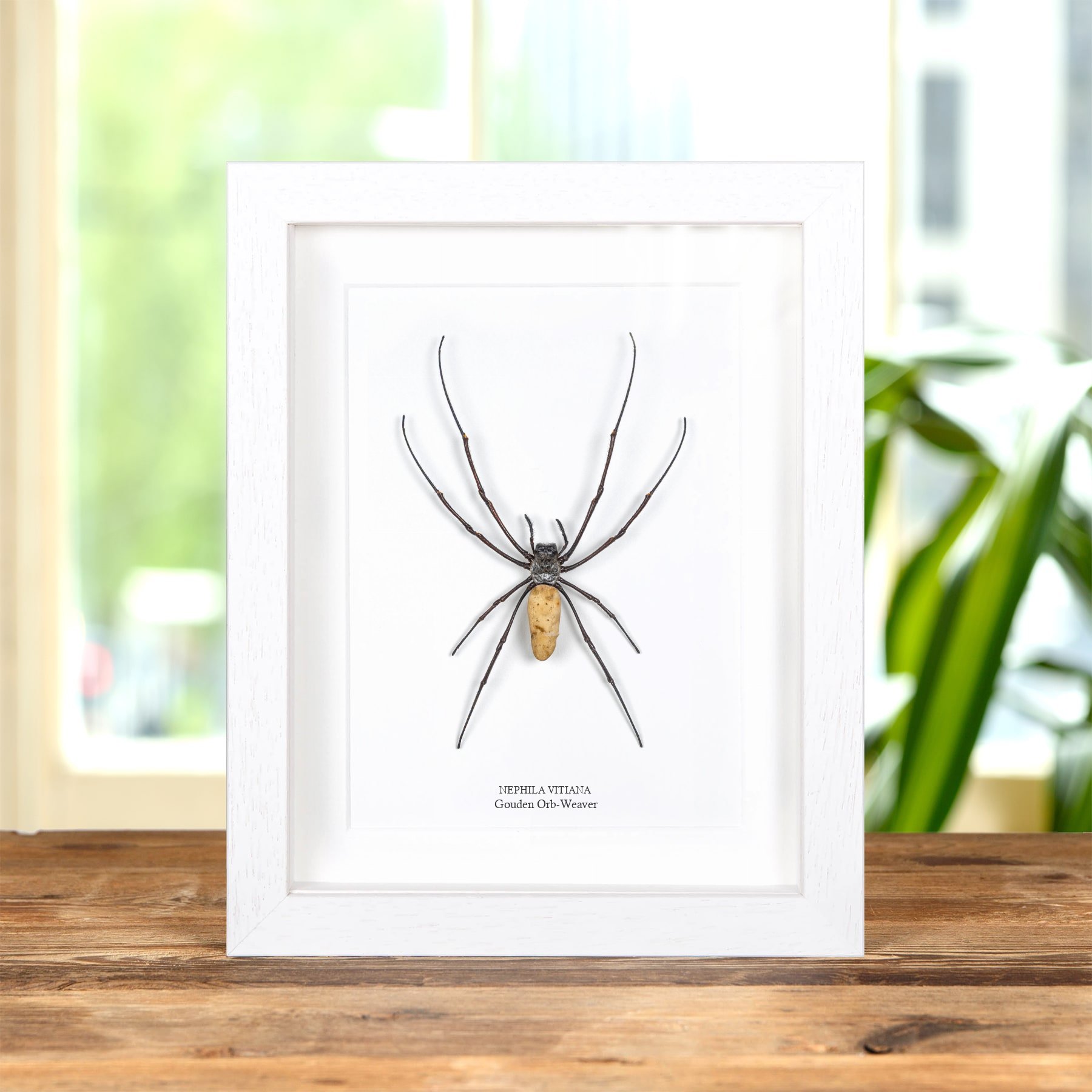 Minibeast Vrouwelijke Gouden Orb-Weaver Spin (In Lijst (Nephila vitiana))