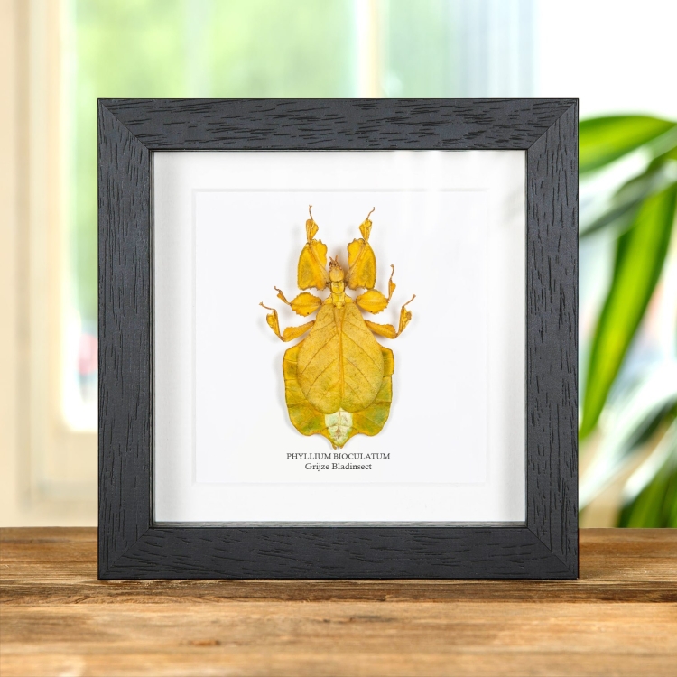 Gray'S Leaf Insect Green/Yellow Form In Lijst (Phyllium bioculatum)
