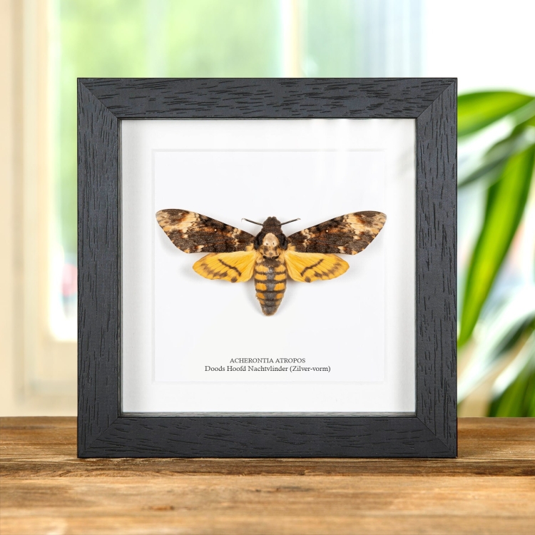 Doods Hoofd Nachtvlinder Zilver-Vorm (Acherontia atropos)