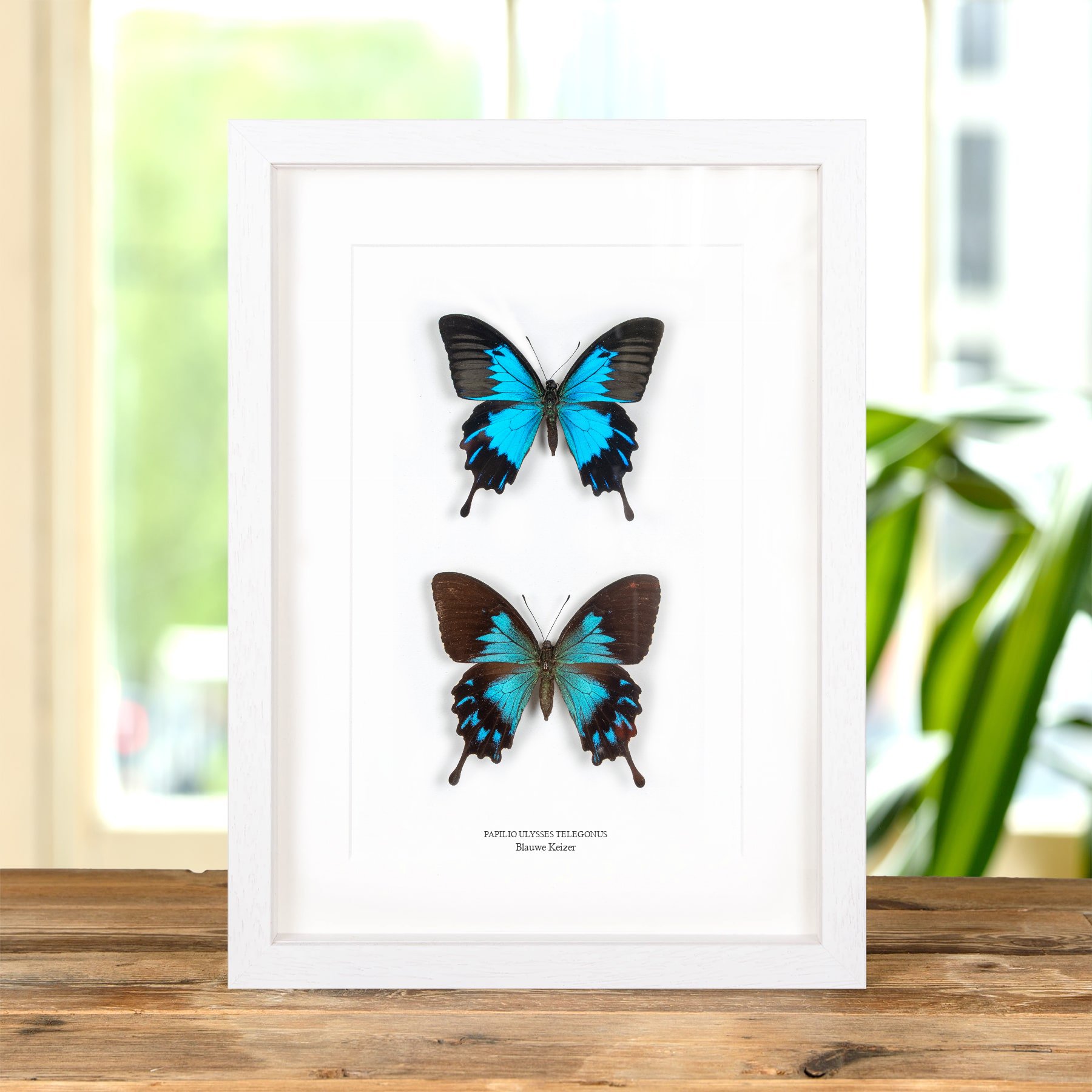 Minibeast Blauwe Keizer Vlinder Man & Vrouw Paar In Lijst (Papilio ulysses telegonus)