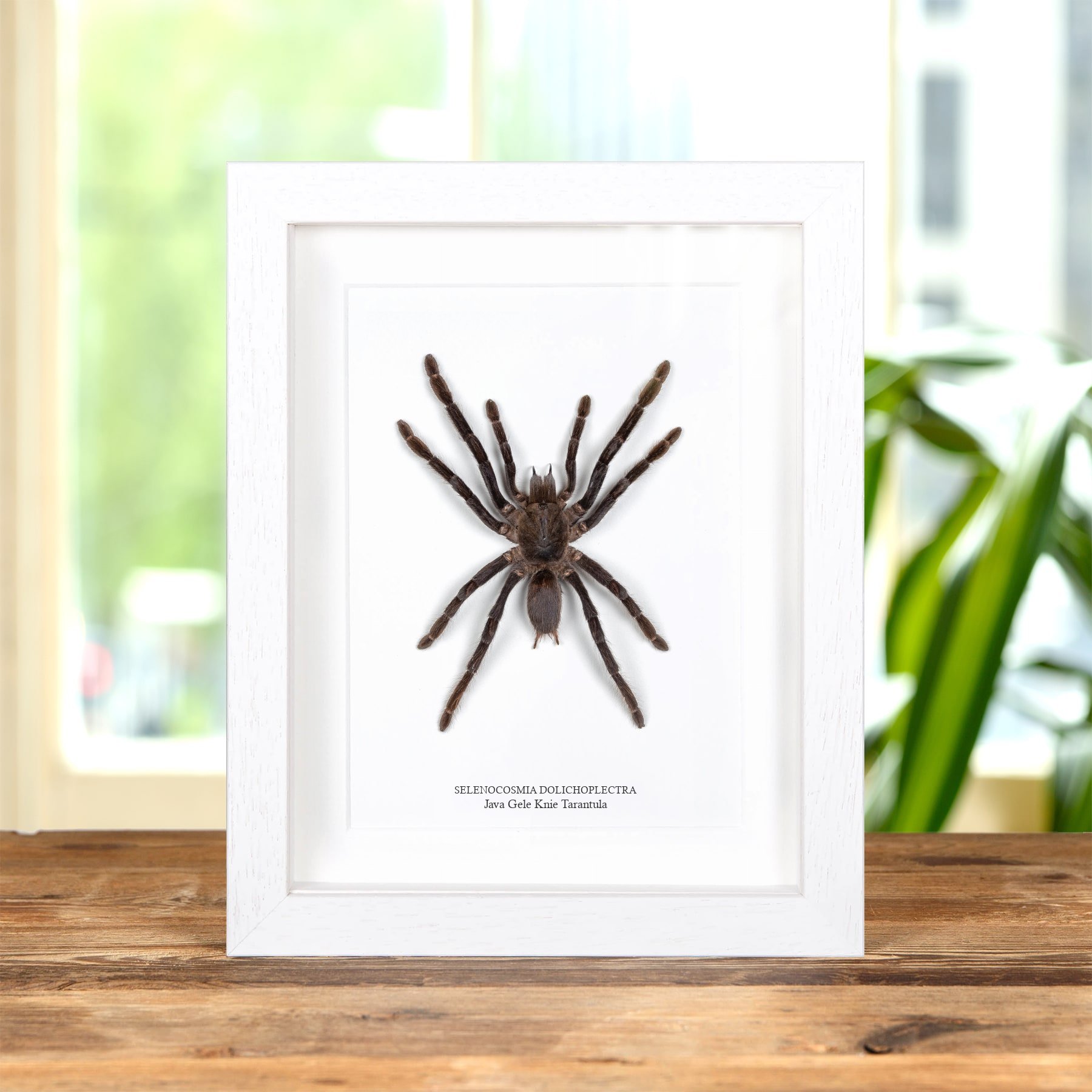 Minibeast Java Gele Knie Tarantula Spin In Lijst (Selenocosmia dolichoplectra)