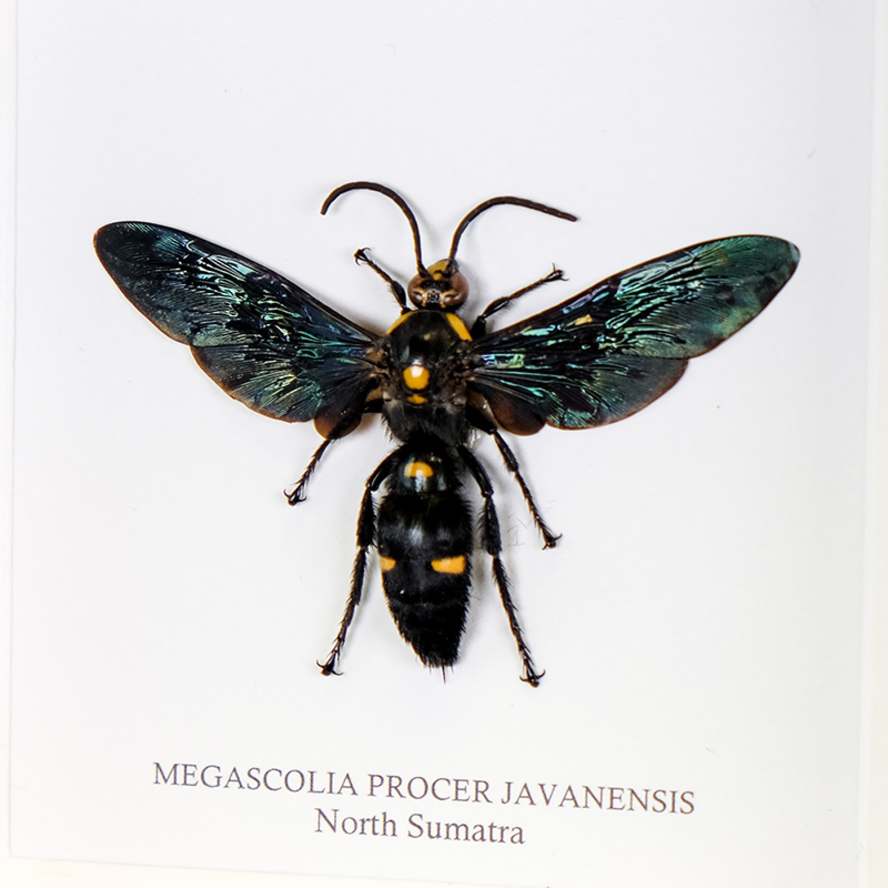 Giant Scoliid Wasp In Box Frame (Megascolia procer javanesis) Minibeast Giant Scoliid Wasp In Box Frame (Megascolia procer javanesis)