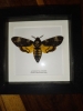 as11688646002sd4.jpg
