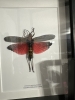 as11689888412sd4.jpg