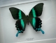 review-img