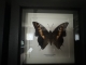 review-img
