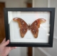review-img
