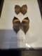 review-img