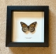 review-img
