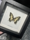 review-img