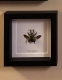 review-img